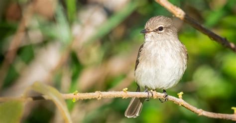 De Betoverende Vogel-en-Bloem Tekening: Een Mysterieuze Ontdekking van I Ching